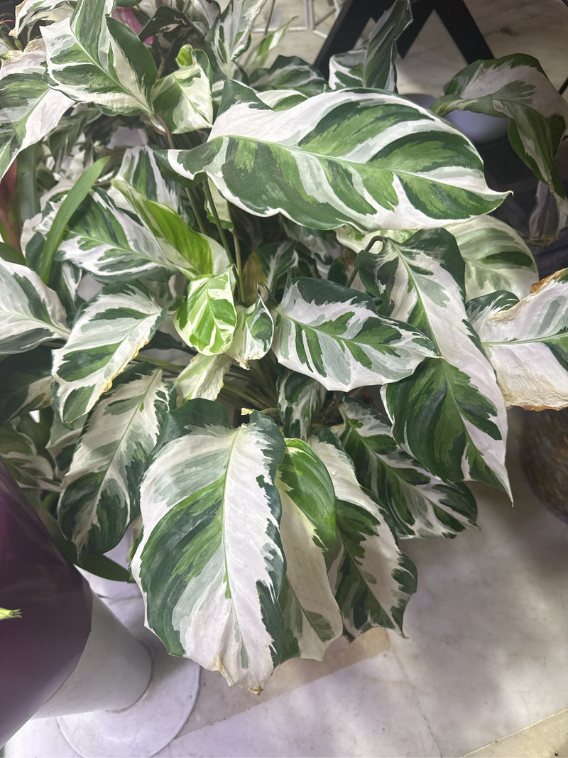 On peut voir un Calathea roseopicta avec ses feuilles caractéristiques aux motifs étendus. La plante est à l'intérieur et montre une croissance saine.