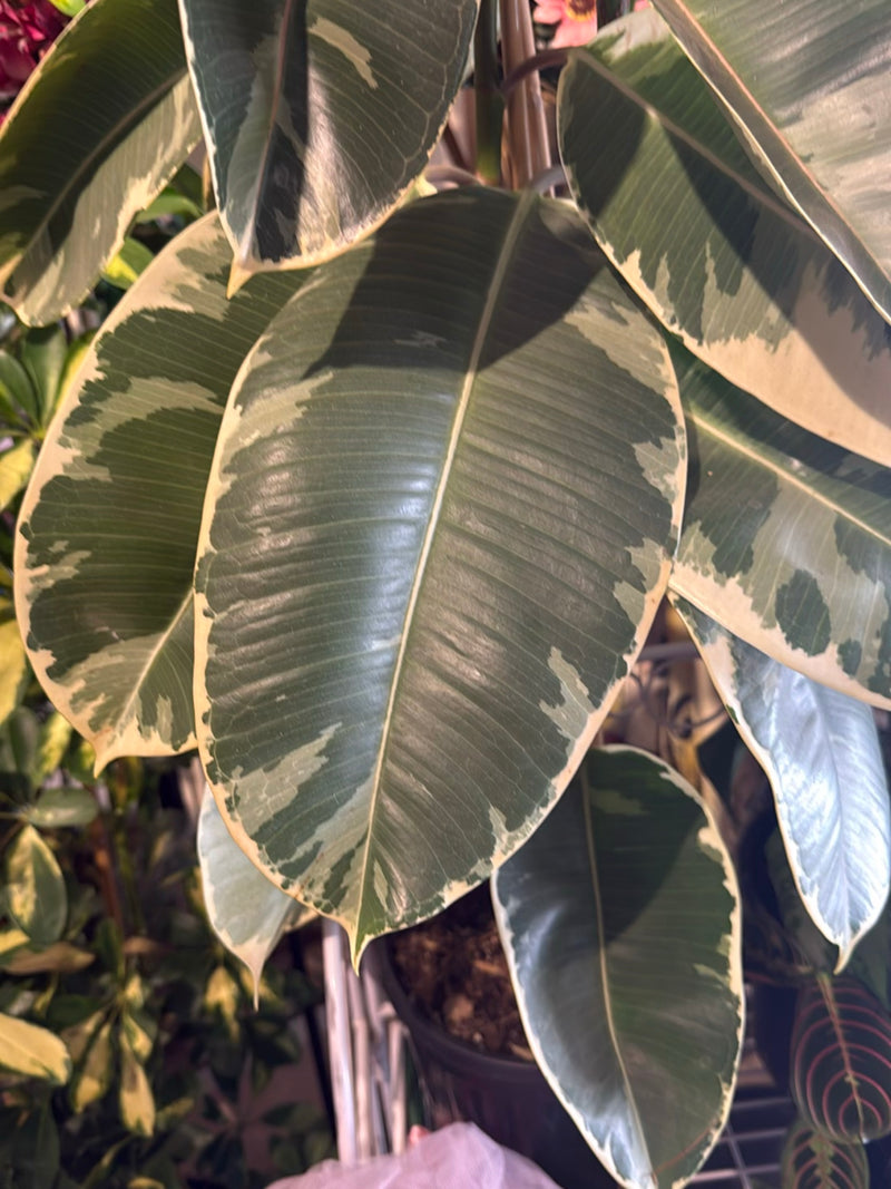 Panier marante doublé rose — Bild 3