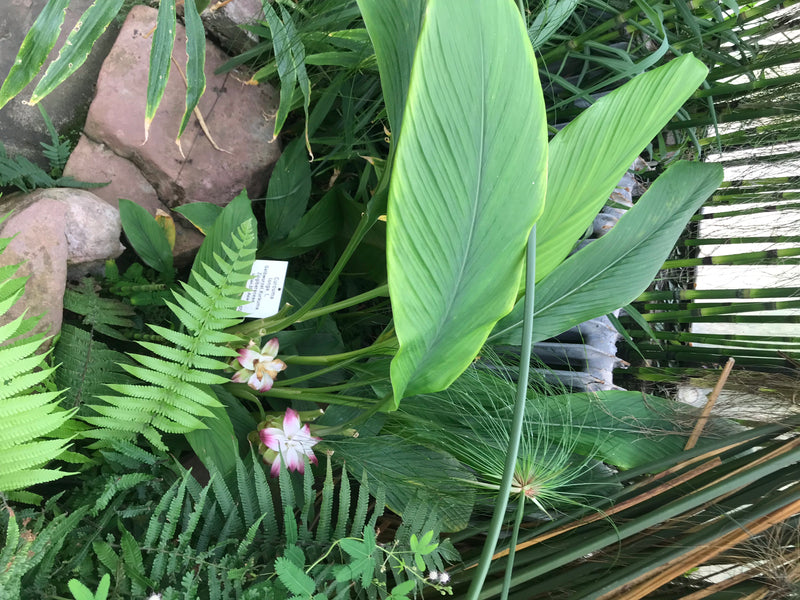 Un plant de curcuma en fleurs avec de grandes feuilles vertes et des bractées blanc-rose dans une serre botanique.