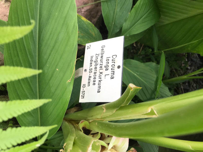Les feuilles et tiges vertes d'une plante de curcuma sont visibles à côté d'une étiquette botanique.