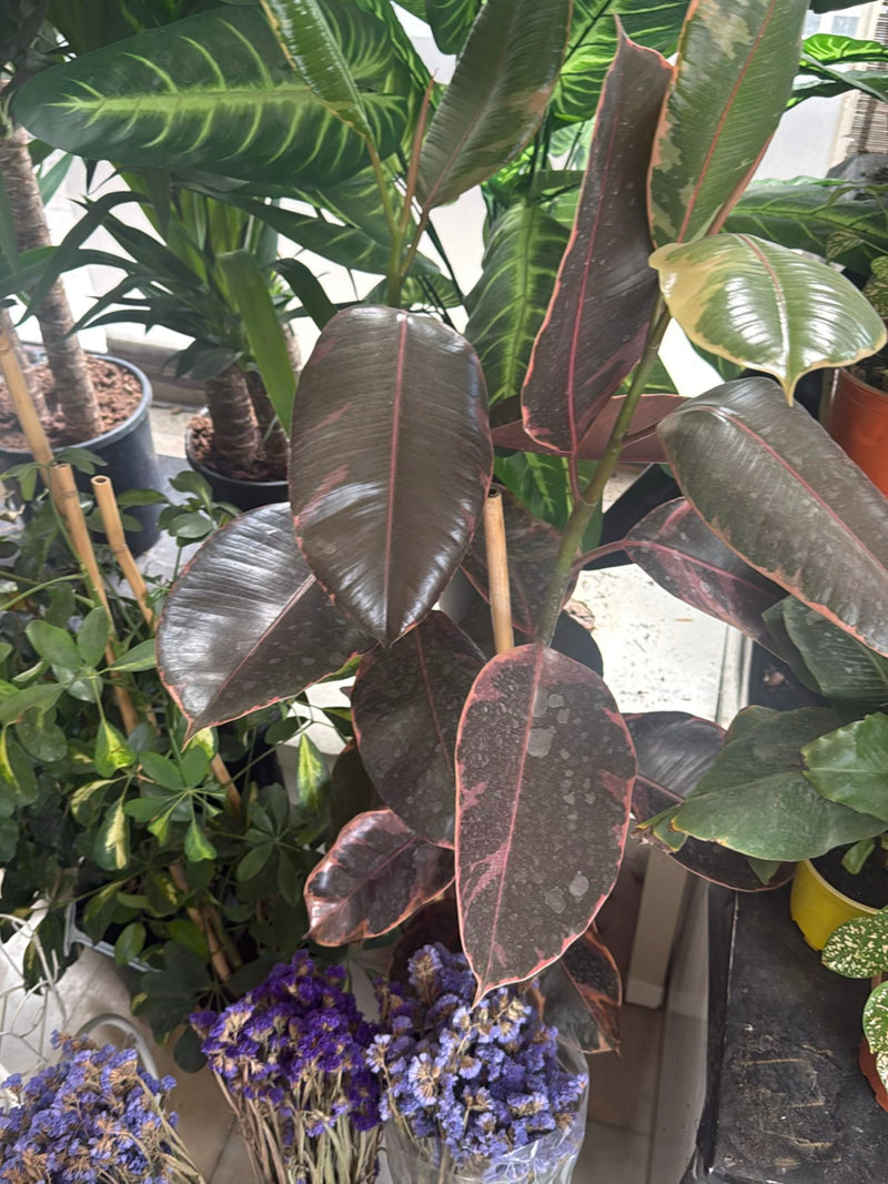 Un caoutchouc panaché aux feuilles vert rougeâtre foncé se dresse au milieu d'autres plantes en pot.