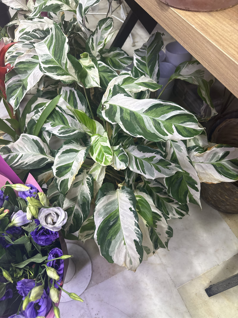 L'image montre un calathea roseopicta avec ses feuilles caractéristiques à motifs blancs et verts. La plante se trouve à l'intérieur sur un sol clair.