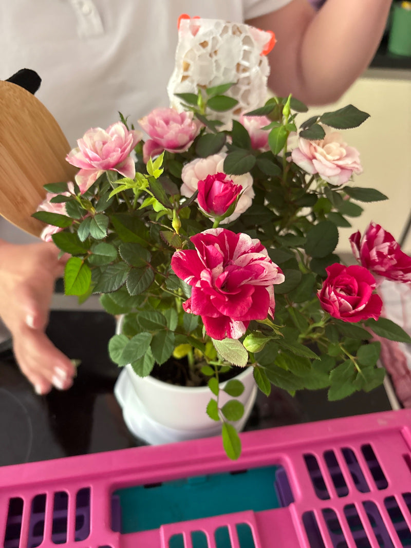 L'image montre un rosier de jardin en fleurs dans un pot de fleurs blanc. La plante présente de nombreuses fleurs roses ainsi que rayées rouge et blanc et de...
