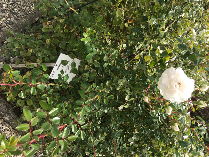 L'image montre un rosier de jardin avec des feuilles vertes et une fleur blanche dans un parterre. La plante est à l'extérieur dans un jardin.