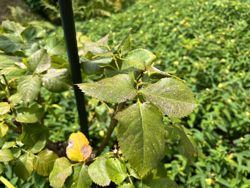 On aperçoit les feuilles vertes et pennées d'un rosier sur une tige de plante. D'autres végétations sont floues en arrière-plan.