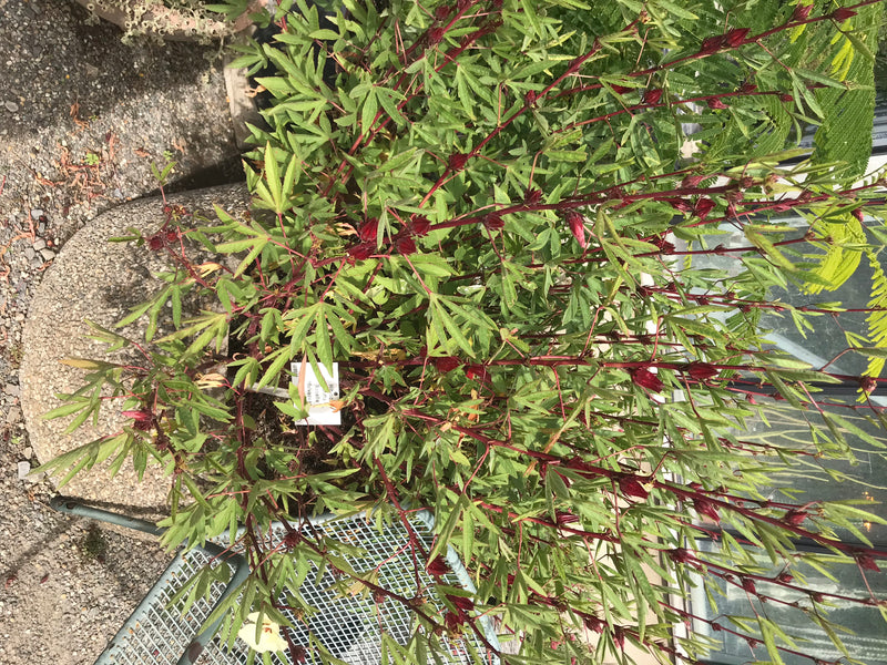 Roselle — photo 1 sur 3