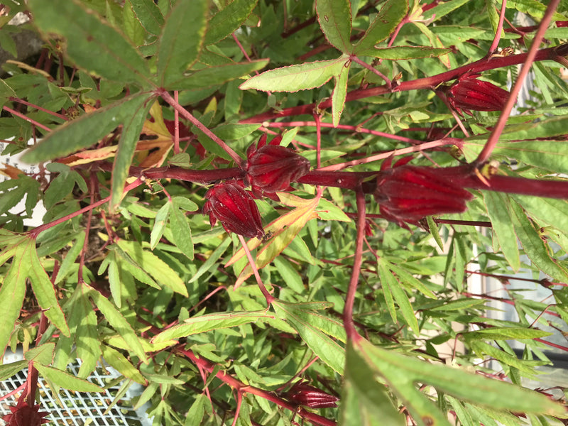 Roselle — photo 2 sur 3