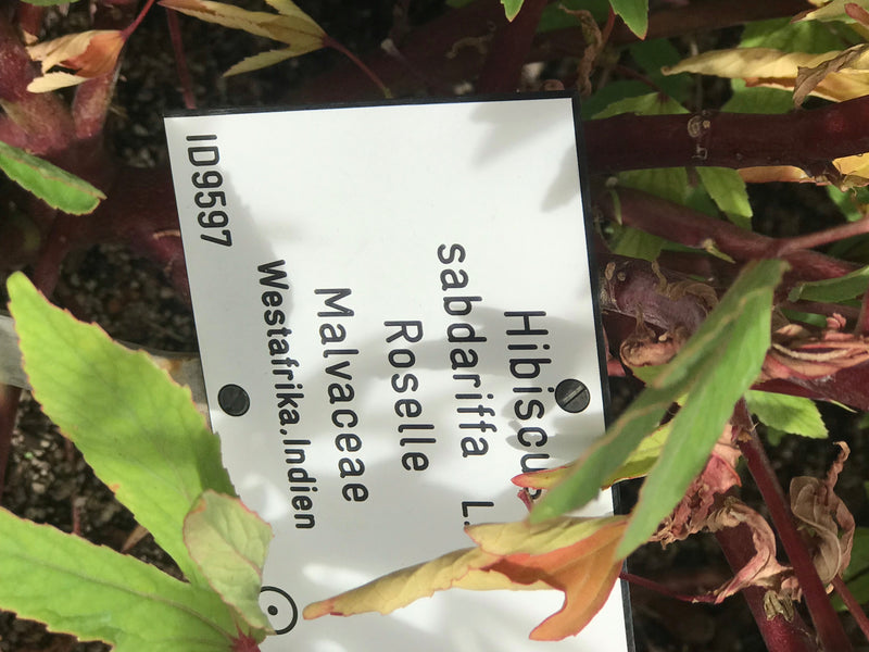Roselle — photo 3 sur 3