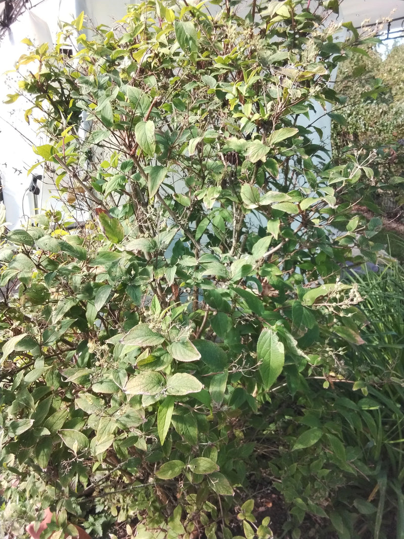 Weigela — photo 3 sur 22