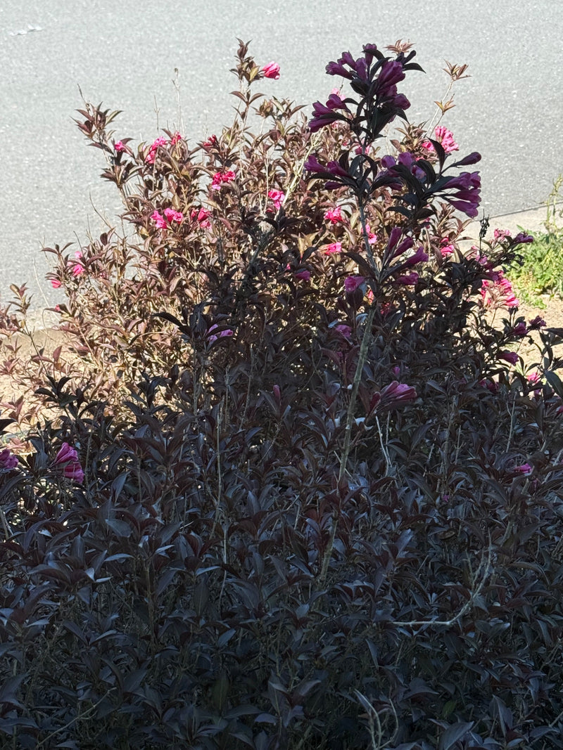 L'image montre un arbuste dense avec des feuilles rouge foncé et des fleurs roses poussant devant un sol en asphalte gris.