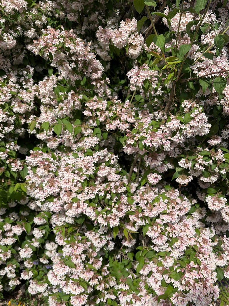 L'image montre un arbuste deweigélia densément couvert de nombreuses fleurs roses. Les feuilles vertes sont visibles au milieu de la floraison abondante.
