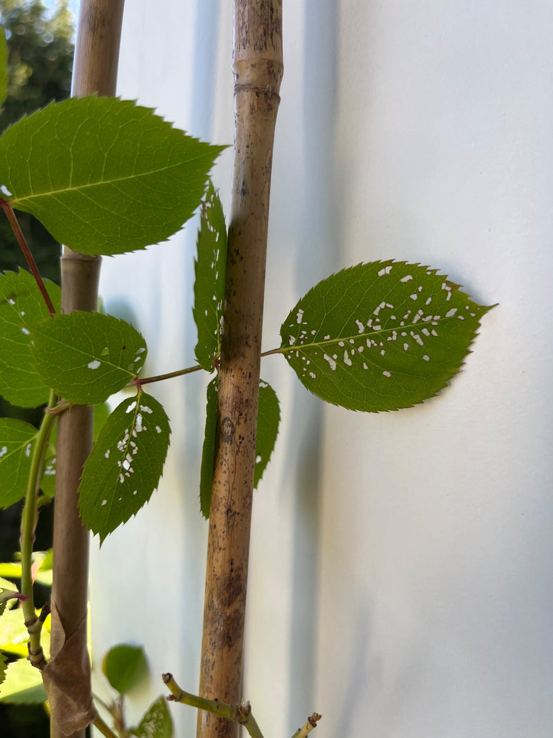 Guêpe à feuilles de rose — Bild 1