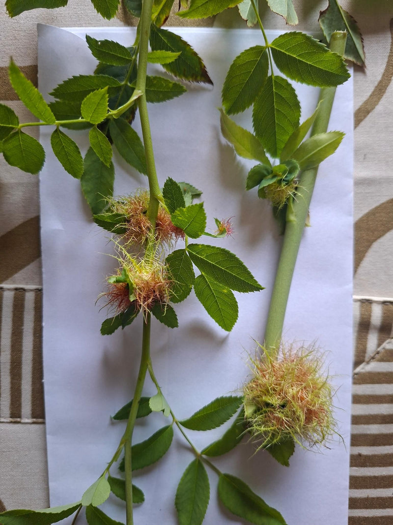 Guêpe à galle rose — Bild 1