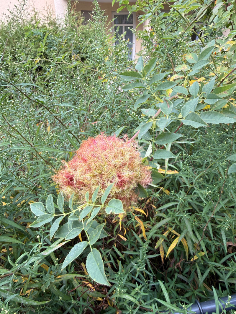 Un bédégar typique et touffu, provoqué par le cynips du rosier, se développe sur une branche de rosier.