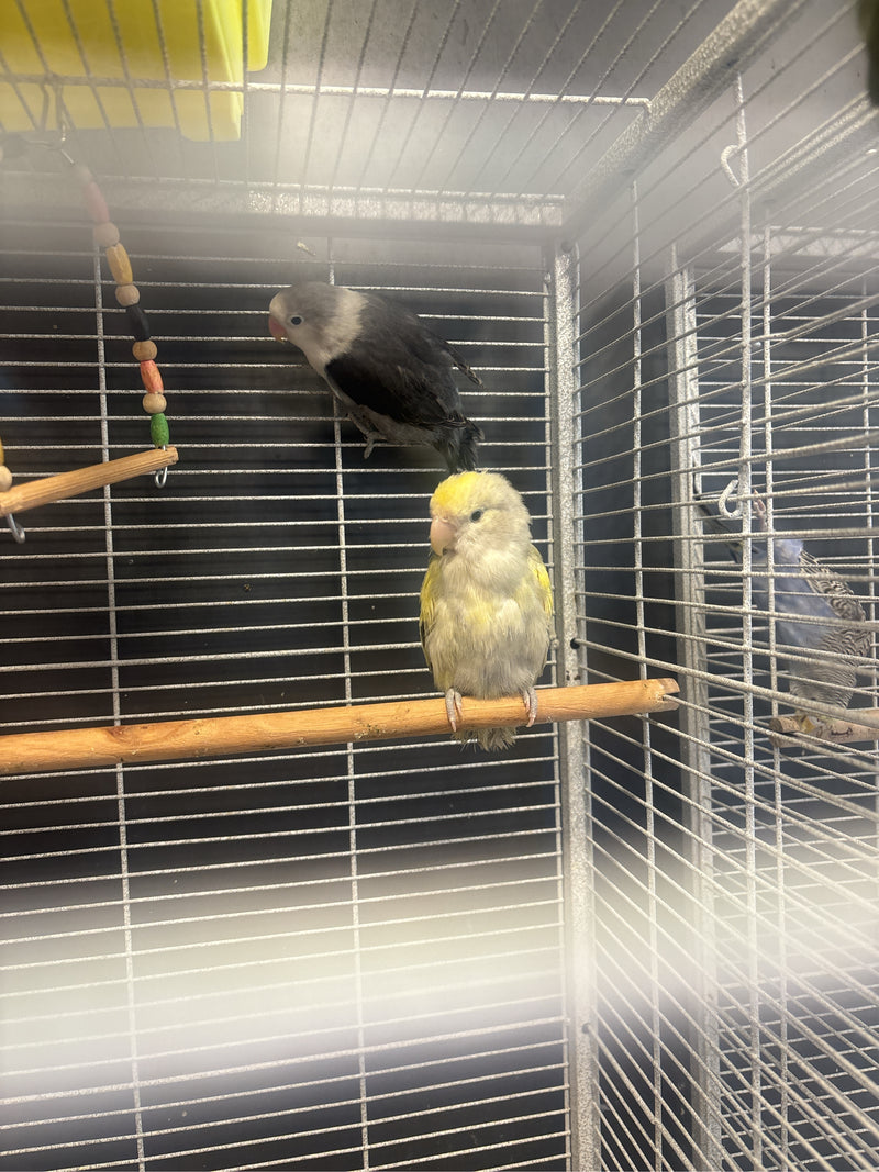 Deux inséparables roseicollis sont assis sur un perchoir en bois dans une cage en fil de fer. Les oiseaux se reposent.