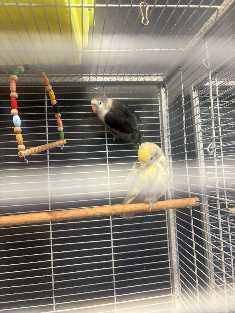 L'image montre deux Inséparables rosalies à l'intérieur d'une cage à oiseaux. L'un des oiseaux est perché sur un bâton en bois tandis que l'autre grimpe sur ...