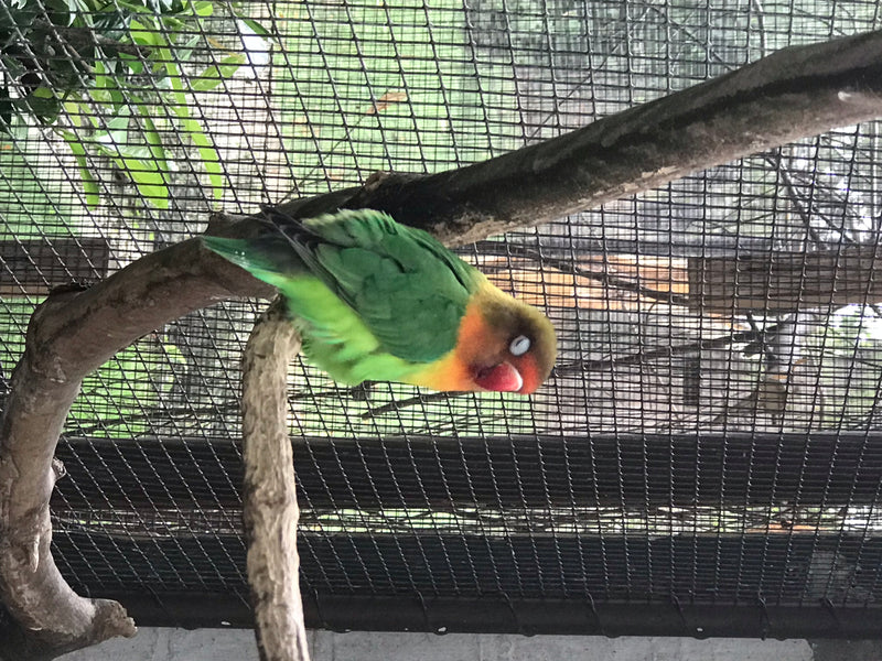 Un inséparable rosalbin est posé sur une branche devant un grillage métallique. Ce petit perroquet a un plumage vert et une tête caractéristique rouge-orange.