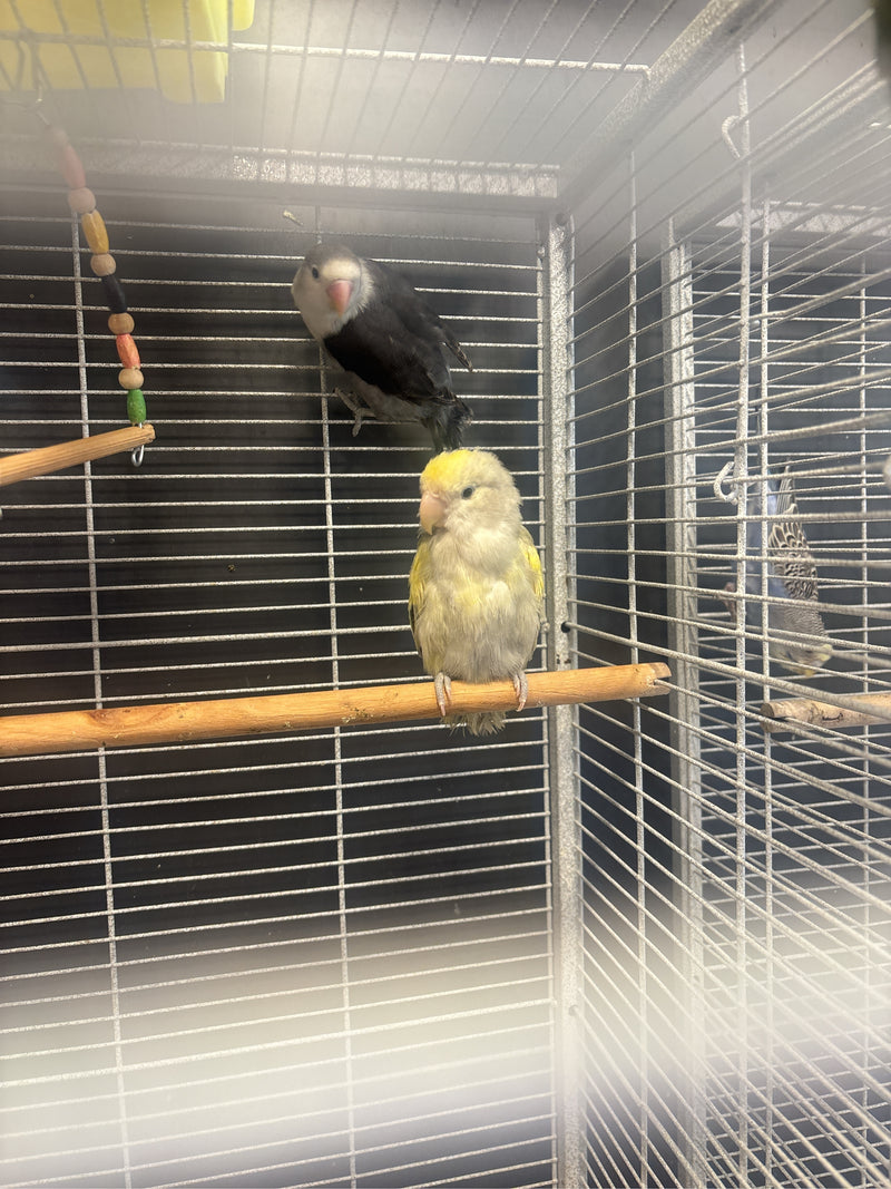 Deux inséparables roseicollis sont assis sur des perchoirs en bois dans une cage métallique. L'un des oiseaux est jaune clair, l'autre a un plumage sombre.