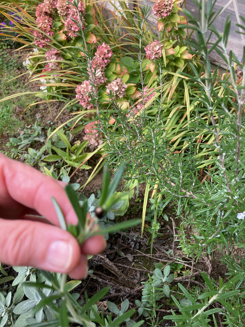 Un chrysomèle du romarin est posé sur une brindille verte tenue par une main humaine. En arrière-plan, on aperçoit un parterre de jardin avec du romarin et d...