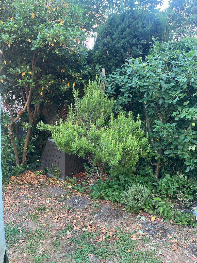 romarin — photo 4 sur 21
