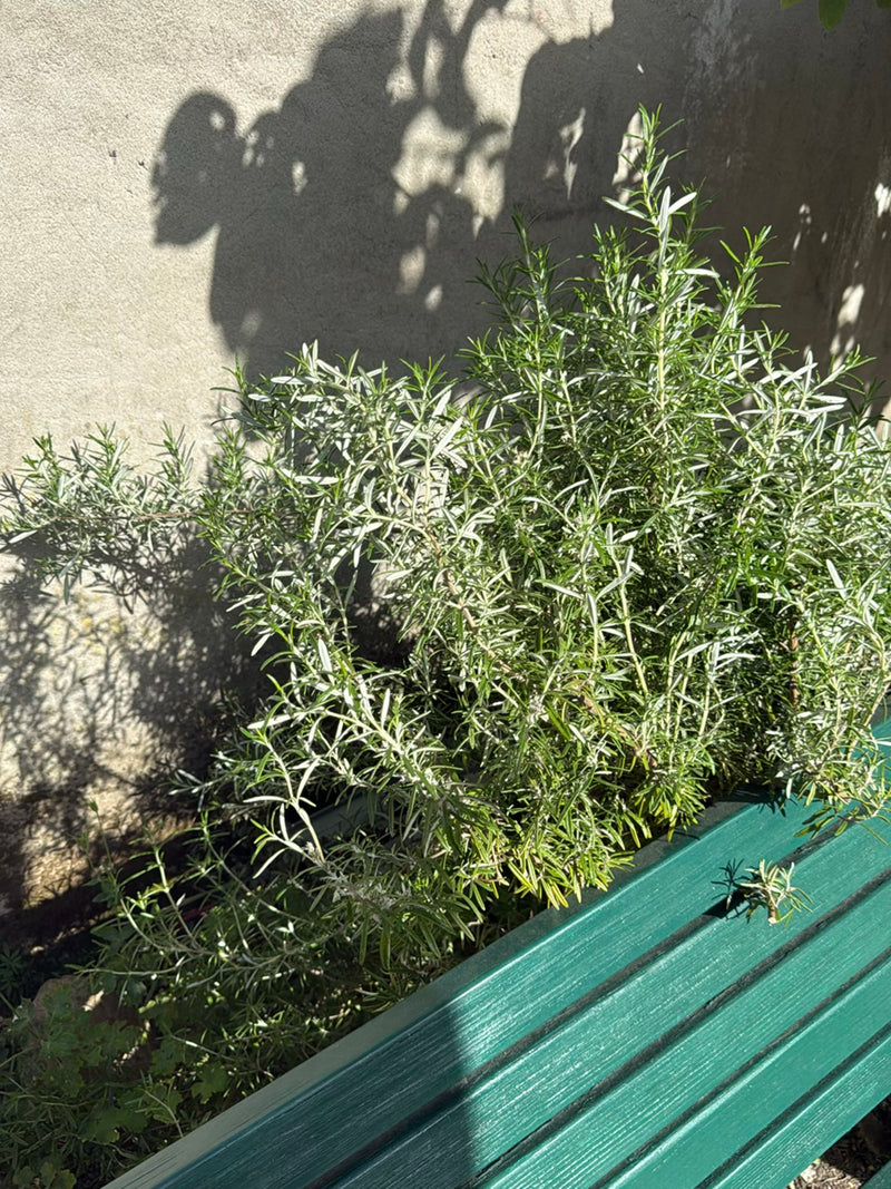 romarin — Bild 3