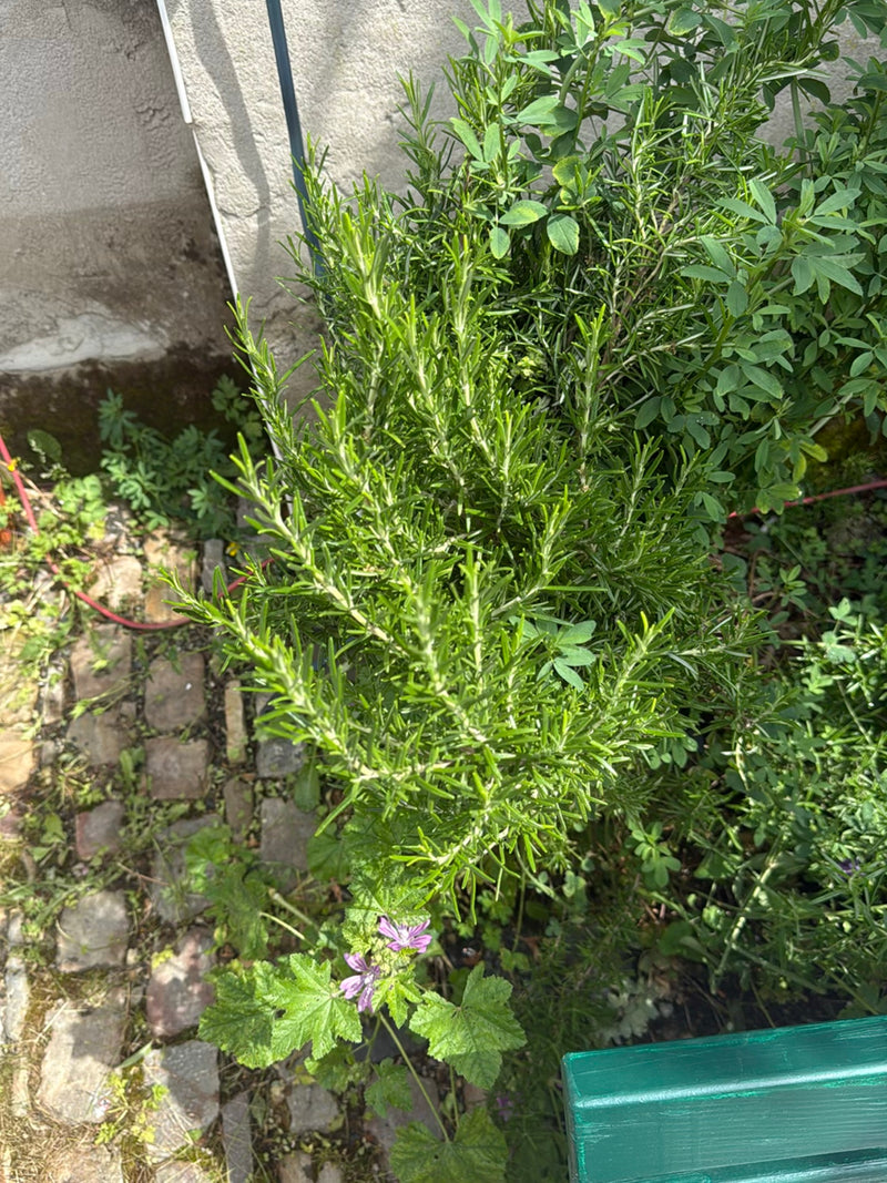 romarin — Bild 5