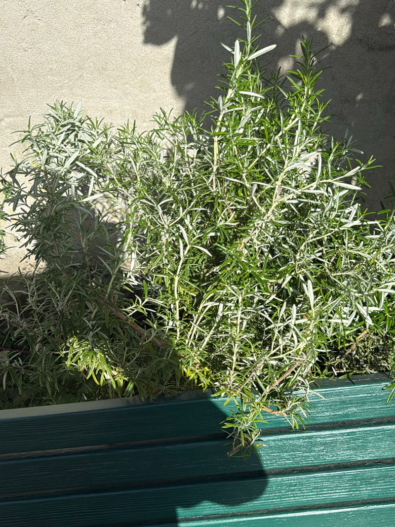 romarin — Bild 2