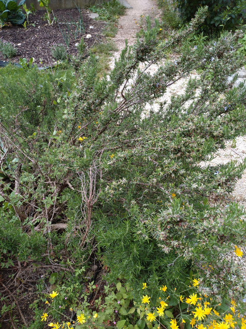 romarin — Bild 4