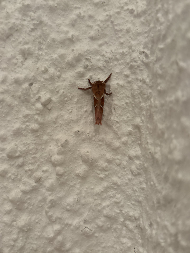 Une mineuse du marronnier est posée sur un mur blanc texturé. Le petit insecte montre les motifs caractéristiques de ses ailes.
