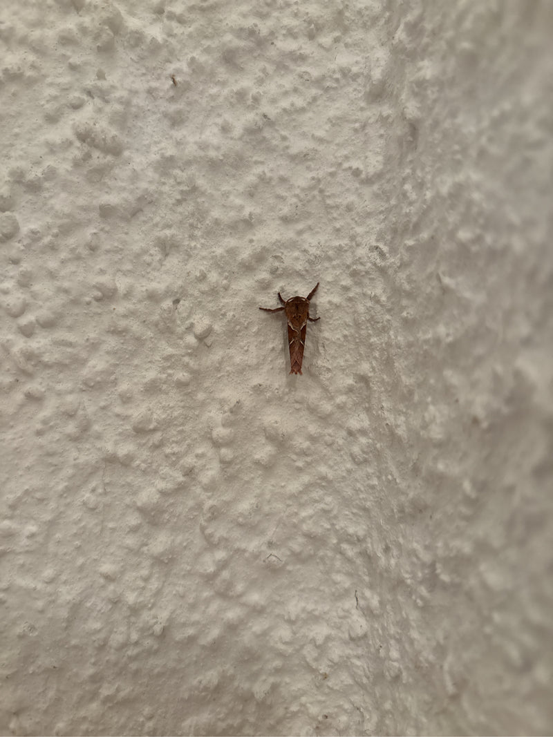Une mineuse du marronnier adulte repose sur un mur blanc crépi rugueux. Les motifs caractéristiques sur les ailes sont bien visibles.
