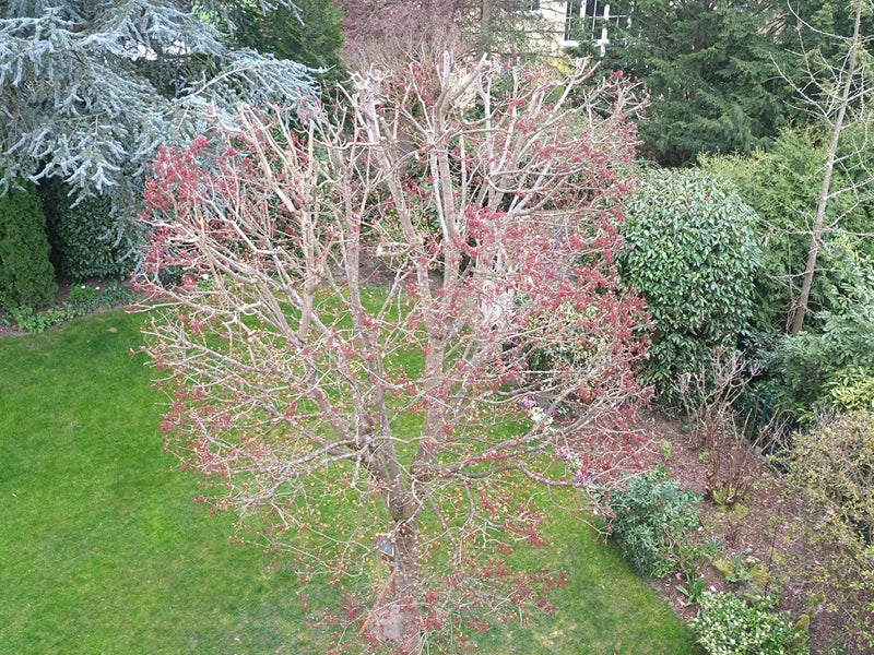Érable rouge — Bild 1