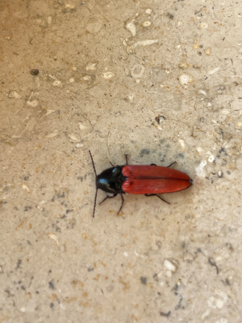 Coléoptère à ventre rouge — Bild 1