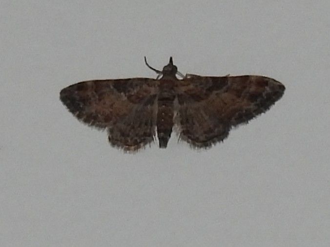 Papillon des fleurs à bandes rouges — Bild 1