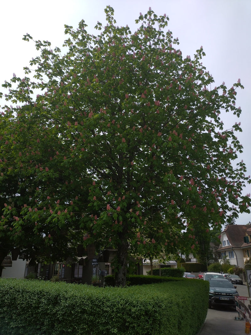 Marronnier d'Inde à fleurs rouges — Bild 1