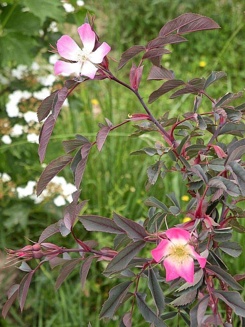 Rose aux pétales rouges — Bild 1