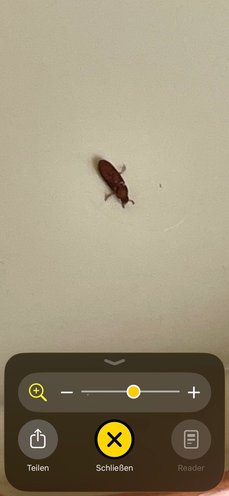 Un tribugarde rouge est visible sur une surface claire et lisse. Le spécimen d'insecte présente la forme corporelle allongée et brun-rouge typique.