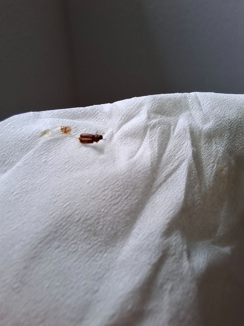 Un tribulium rouge de la farine est assis sur une serviette en papier blanc. L'insecte est bien visible.