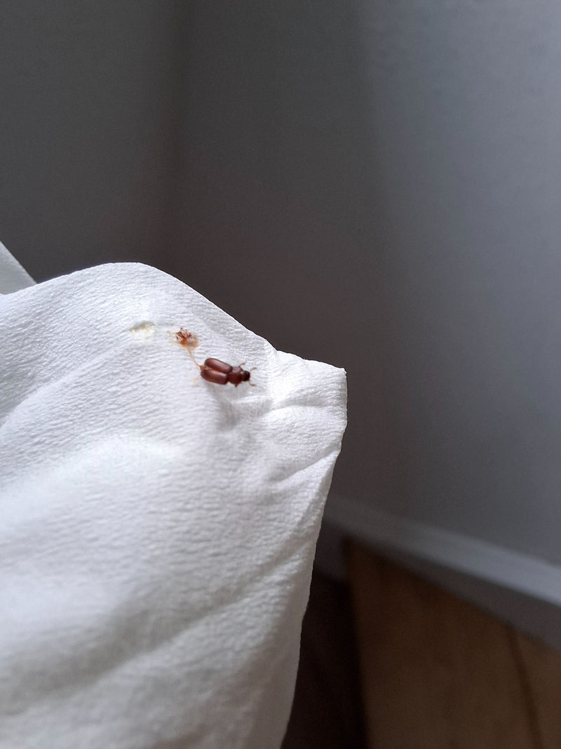 Un tribulium castaneum est posé sur une serviette en papier blanche. Le petit insecte rouge-brun est bien visible.