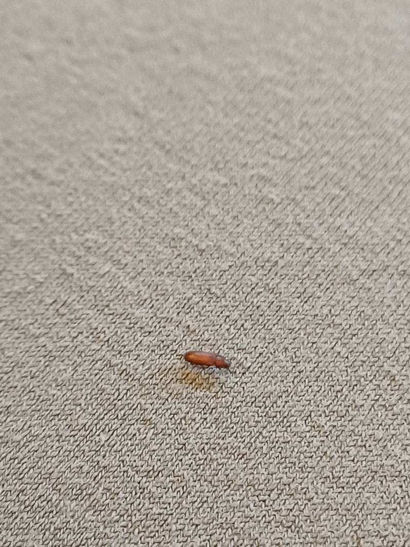 Un tribolium rouge de la farine marche sur un tissu clair et texturé. Le petit coléoptère allongé est vu de profil.