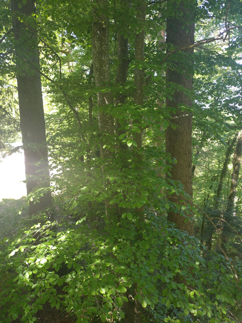 L'image montre plusieurs hêtres communs adultes dans une forêt claire. Les troncs lisses et le feuillage vert dense sont bien visibles.