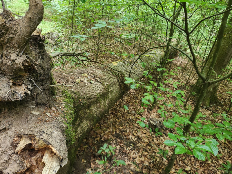Un tronc d'arbre abattu de hêtre commun repose sur le sol forestier jonché de feuilles, entouré de jeunes branches de hêtre.