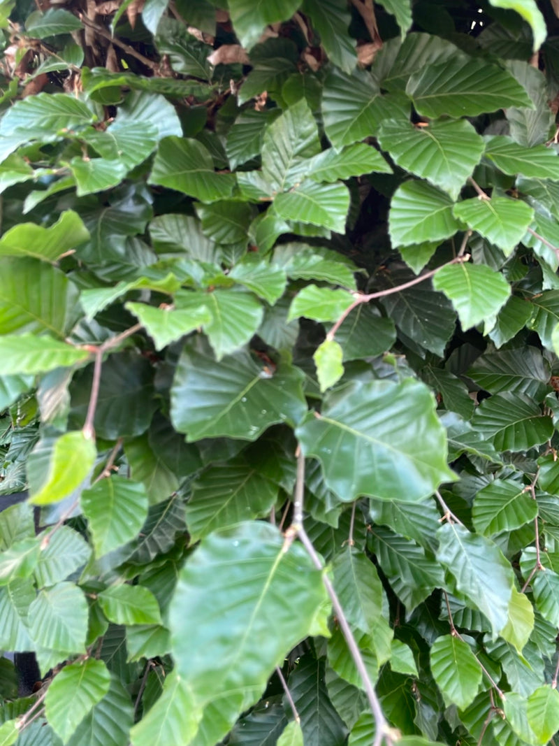 L'image montre les feuilles vertes brillantes et les fines branches caractéristiques d'un hêtre commun. La prise de vue présente un feuillage dense en perspe...