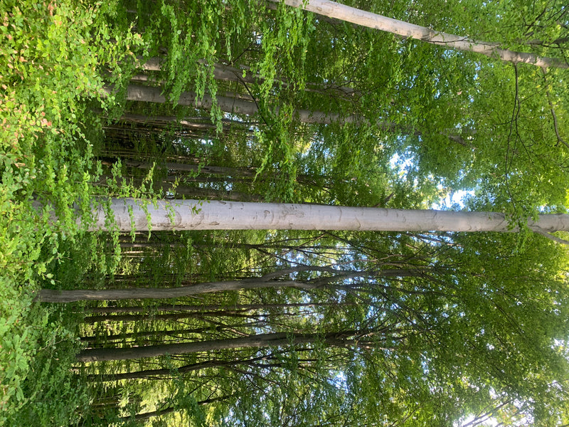 On aperçoit plusieurs troncs dressés gris clair et la canopée verte de hêtres communs dans une forêt claire. La photo montre les arbres de bas en haut dans l...