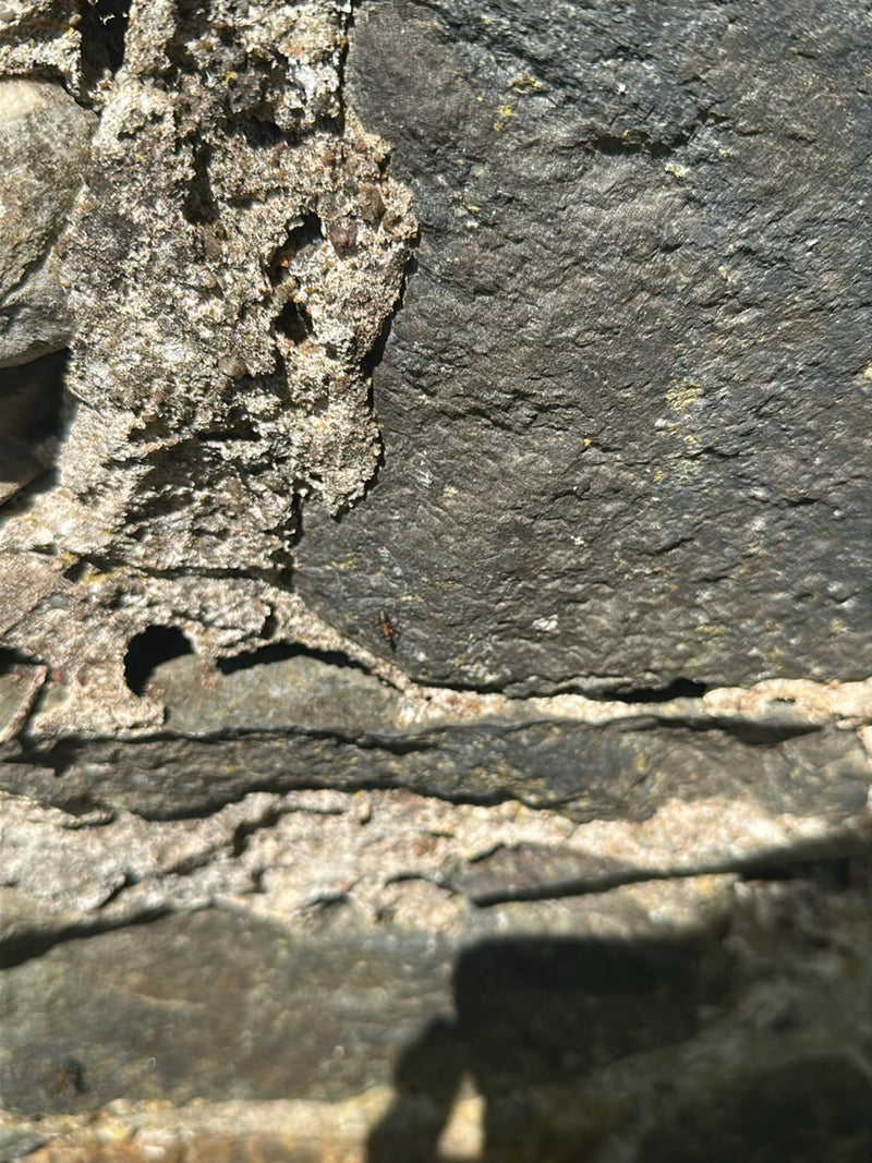 Fourmi rouge des pelouses — Bild 4