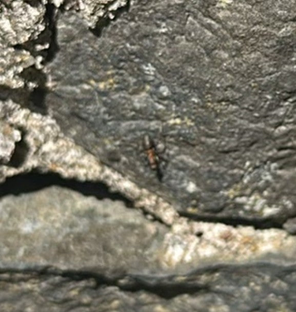 Fourmi rouge des pelouses — Bild 1