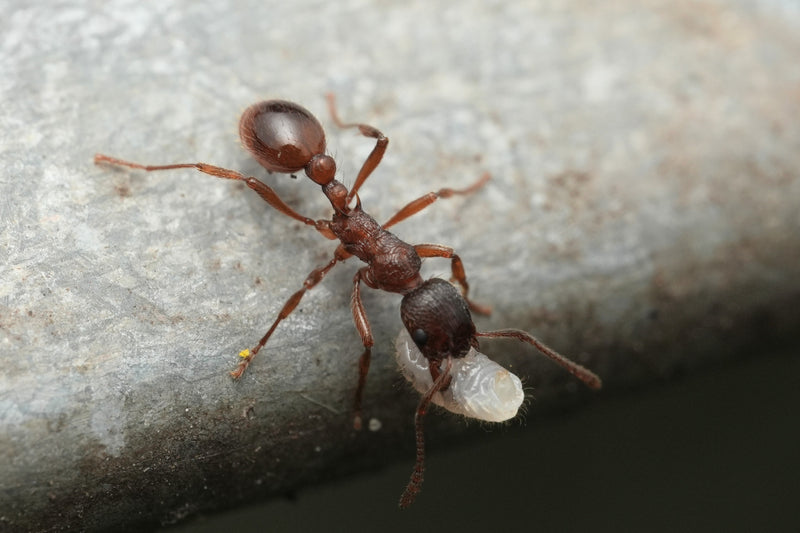 Une fourmi Myrmica rubra marche sur une surface grise en portant une larve blanche dans ses pièces buccales.