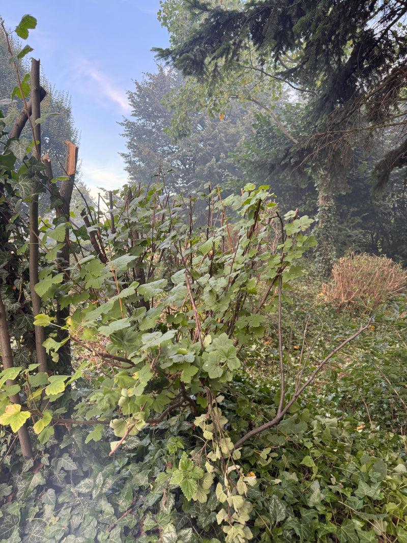 groseilles — Bild 1