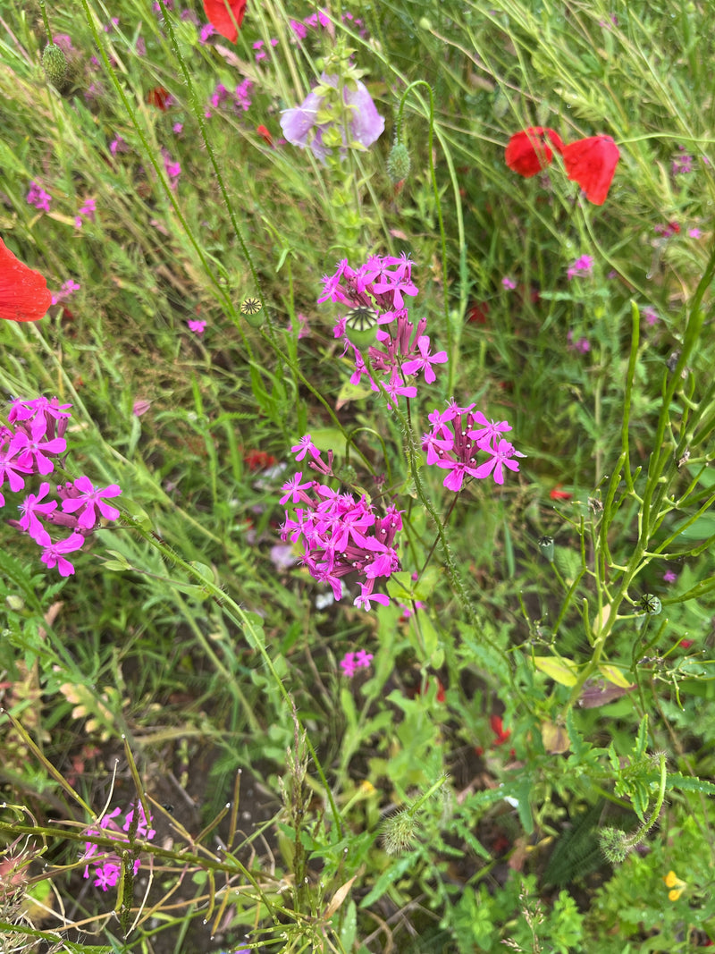 Oeillet rouge — Bild 2
