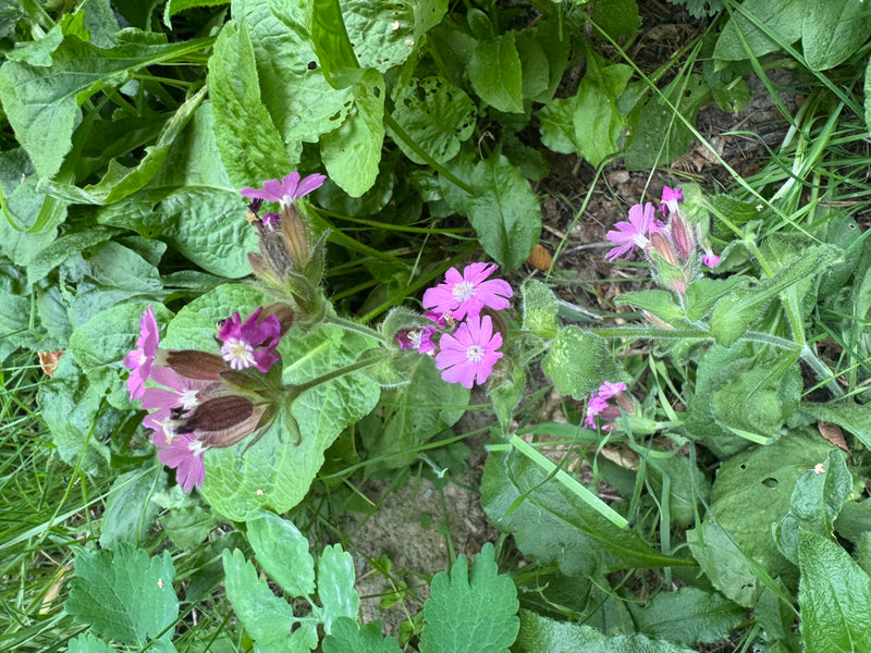 Un compagnon rouge en fleur avec des pétales roses distinctifs et des calices velus pousse parmi la végétation herbacée.