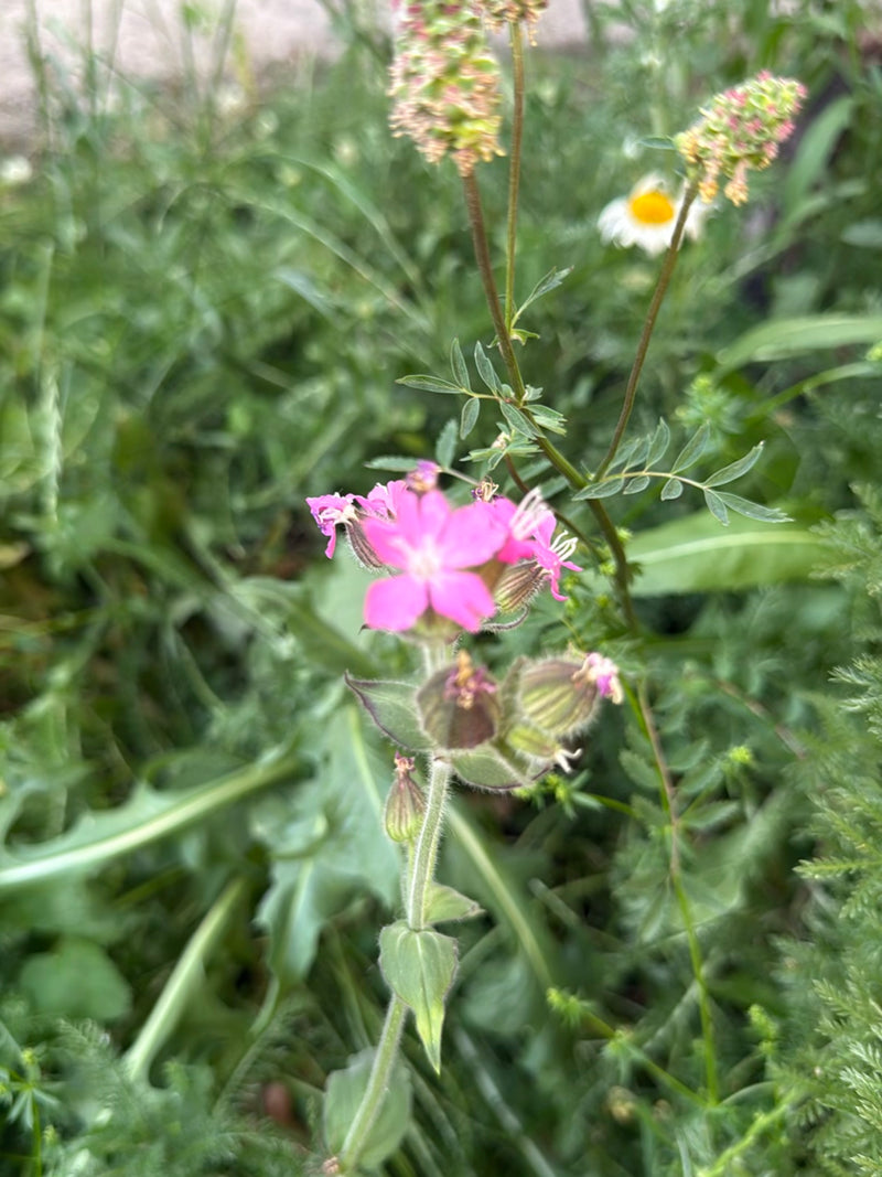 Oeillet rouge — Bild 3